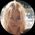 Photo de profil de Athénaïs Calonne